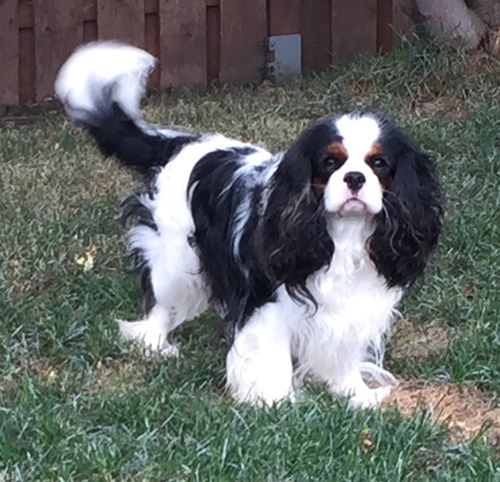 Aurore - FleurDeLys Sleeping Beauty