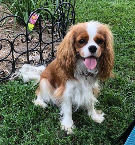 Aurore - FleurDeLys Sleeping Beauty