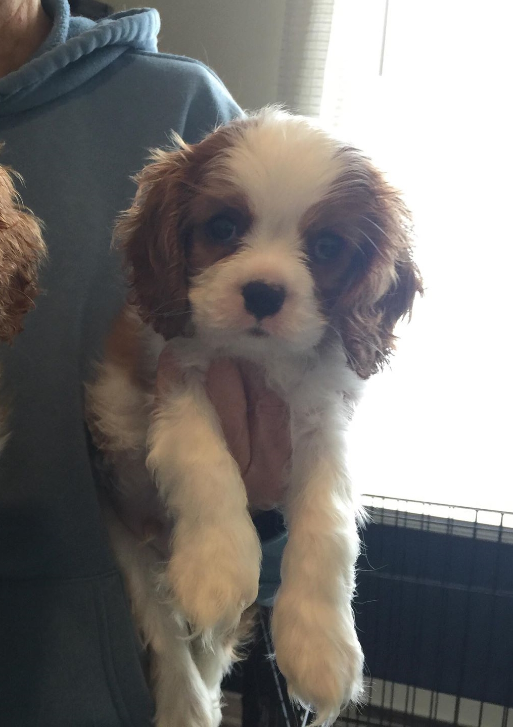 Roméo à 8 semaines